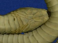 青蛇藏品圖，第4張